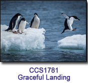 Graceful Landing Charity Select Holiday Card
